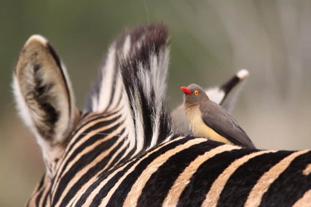 C/o Derek Keats, african safari with kids