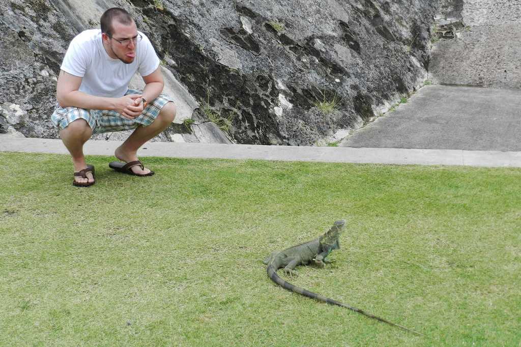 Iguanas in San Cristobal