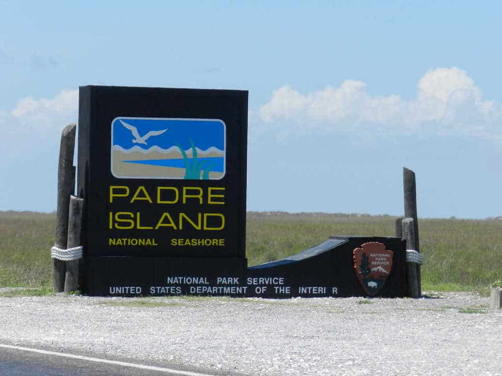 Baby sea turtle release on North Padre Island