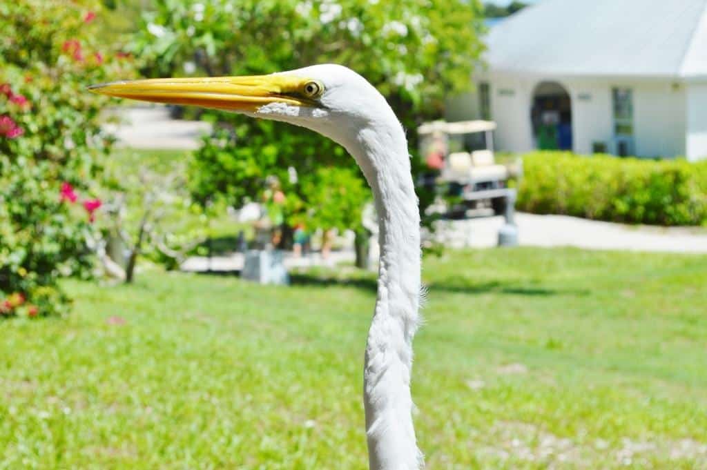 Florida Gulf Coast Birds 