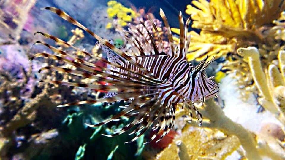 beautiful fish at Ripley's Aquarium in Toronto, Canada