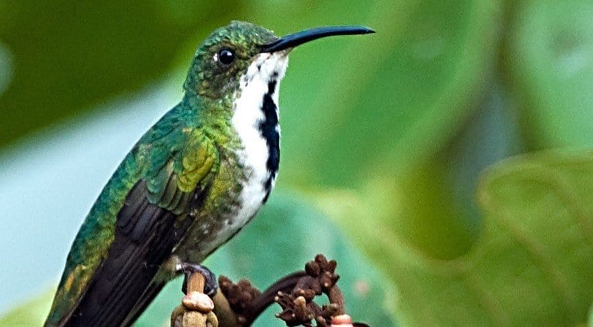 bird in rainforest in Puerto Rico