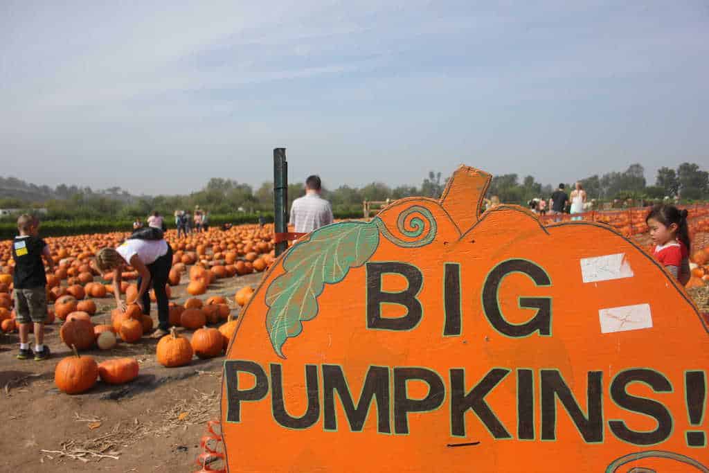 Pumpkins at the pumpkin patch