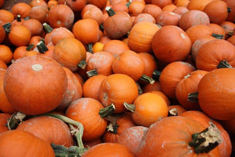 big pumpkin pile in California