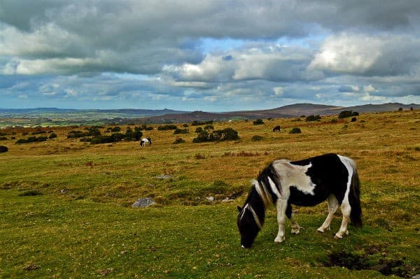 Ponies in the Moorgate National Park, Devon, UK - things to do in cornwall