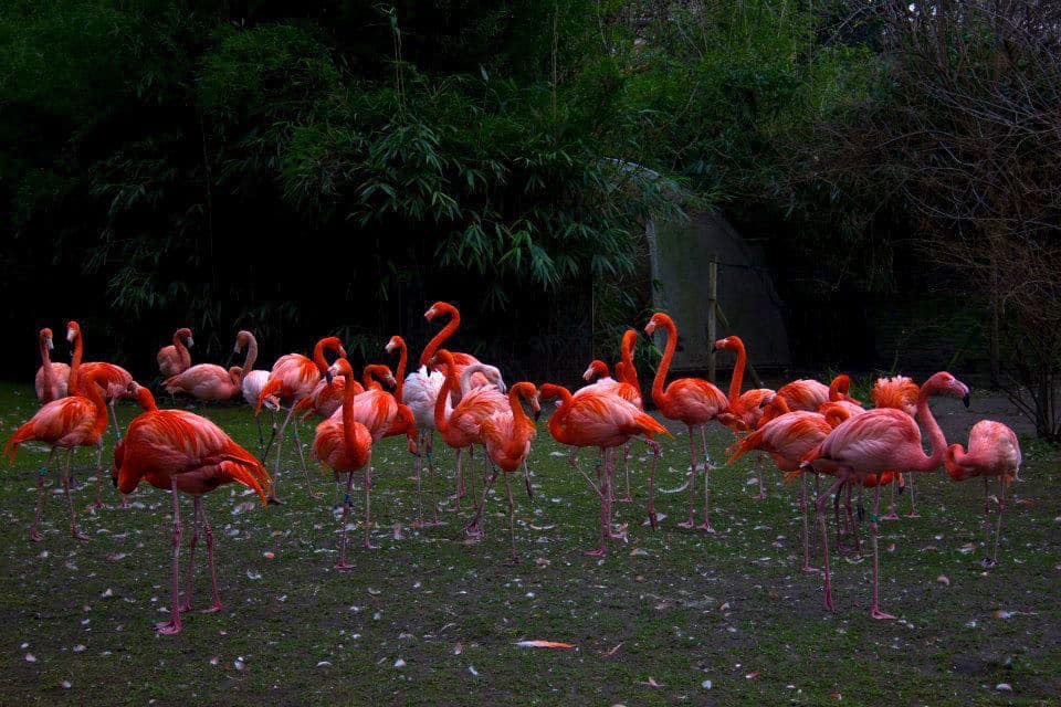 With group travel, seeing zoo animals at the Jardin des Plantes menagerie is a great way to add to what you learned in the galleries.