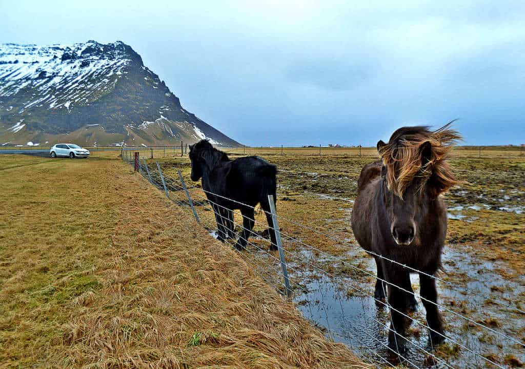 icelandic horses with mountains in background ona windy day in iceland in winter