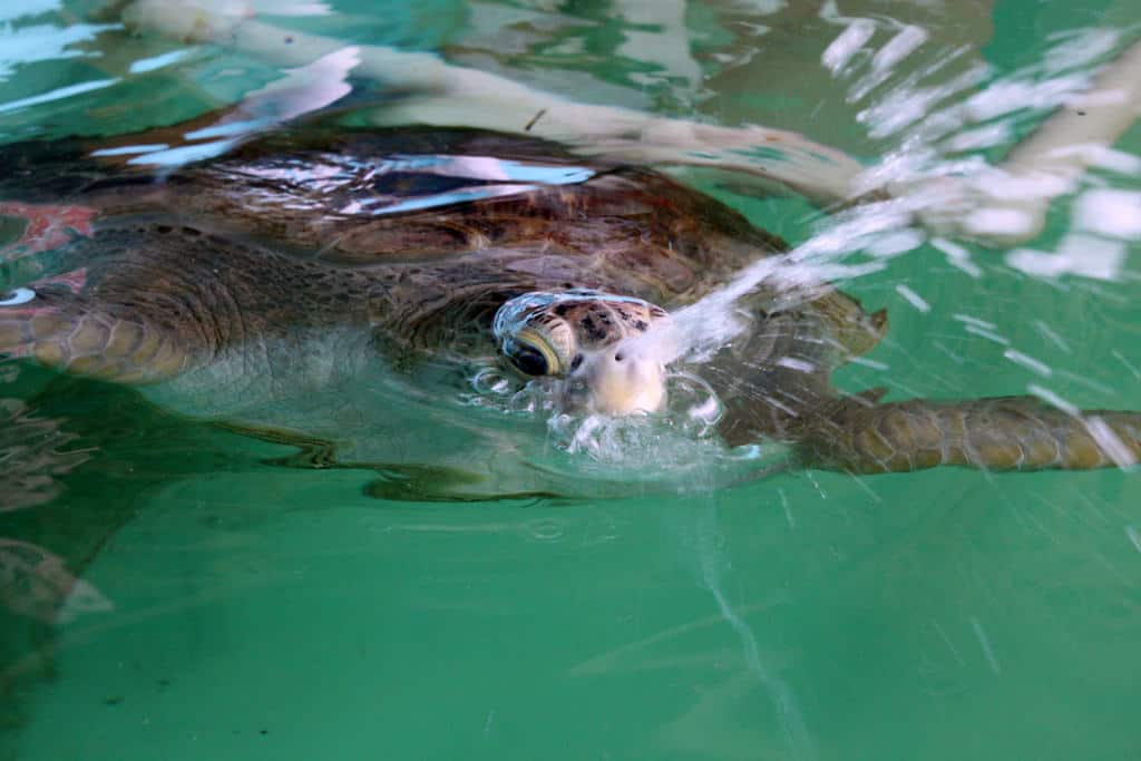 turtle at santuary on south padre island texas