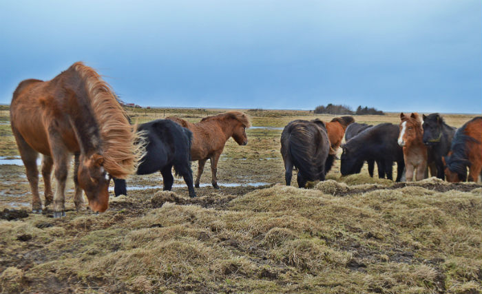 herd of icelandic horses in iceland