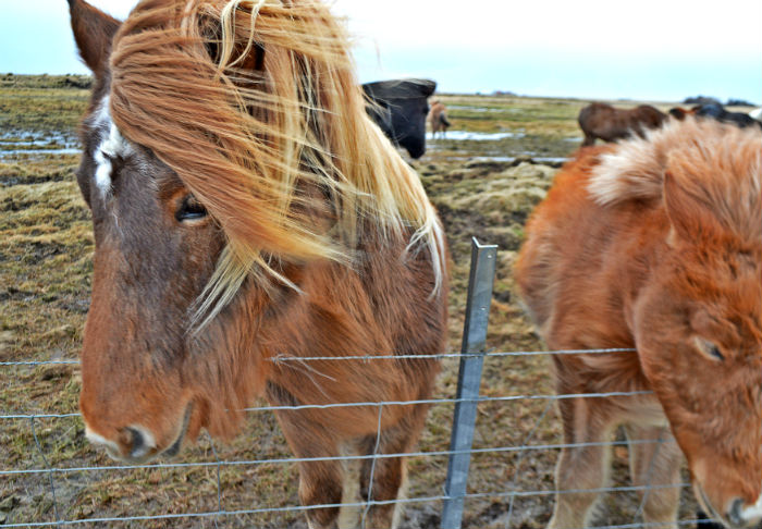 pretty iceland horses on a windy day