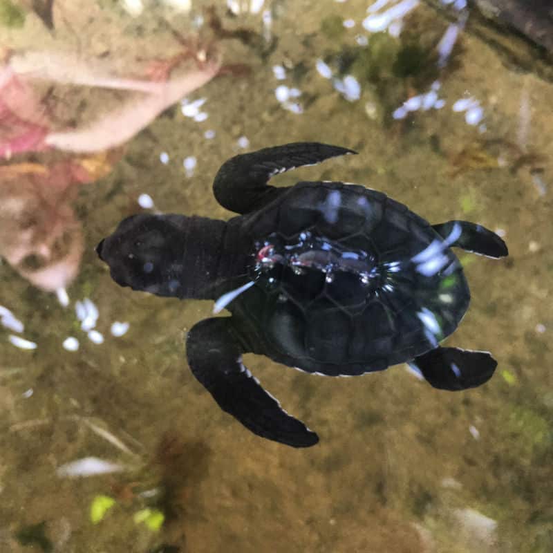 baby sea turtle near beach what to see in sri lanka eileen cotter wright