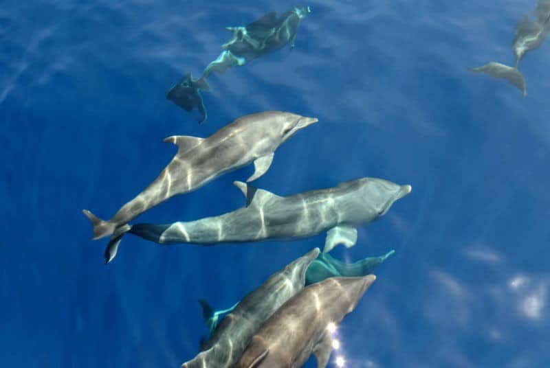 see dolphins on catamaran tours in sri lanka