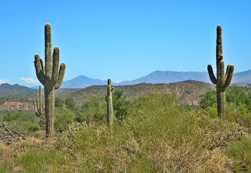 arizona cacti