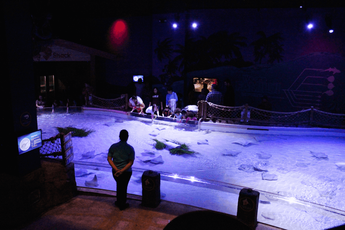 Stingrays at Mall of America