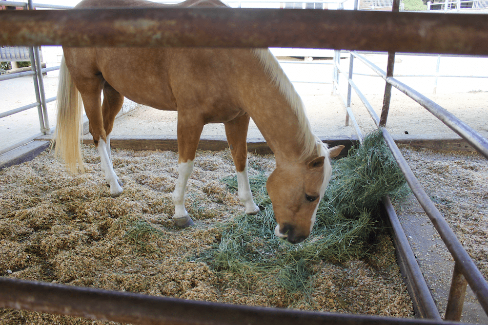 Holman Ranch stables