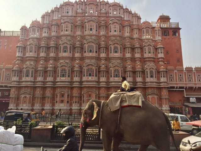 Wildlife pink city (Foto Hawa Mahal elefante)