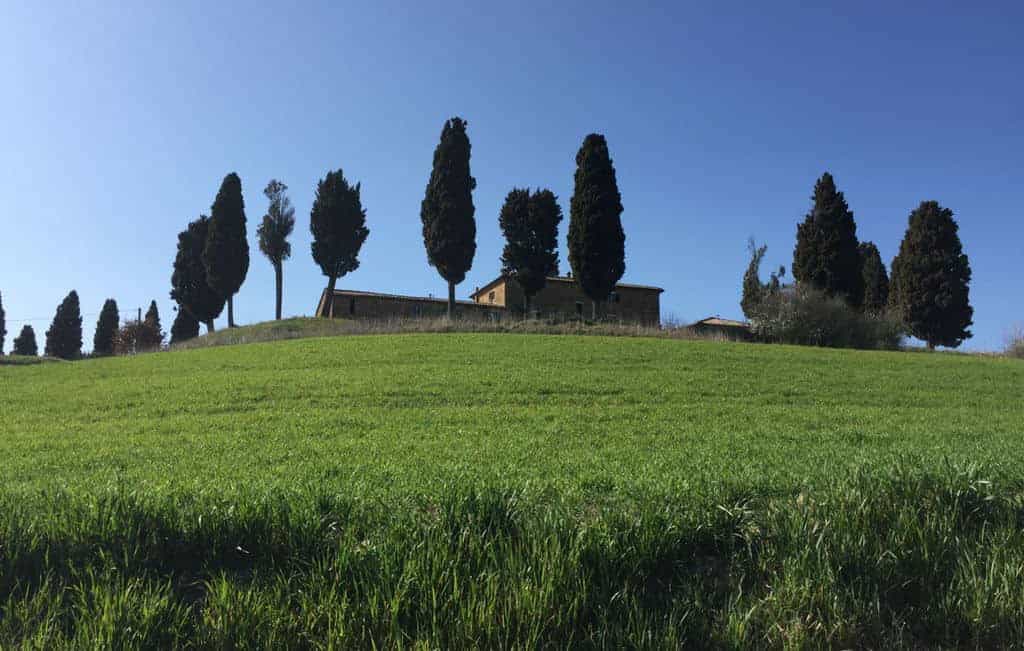 tuscan trees near adler thermae tuscany italy by eileen cotter wright