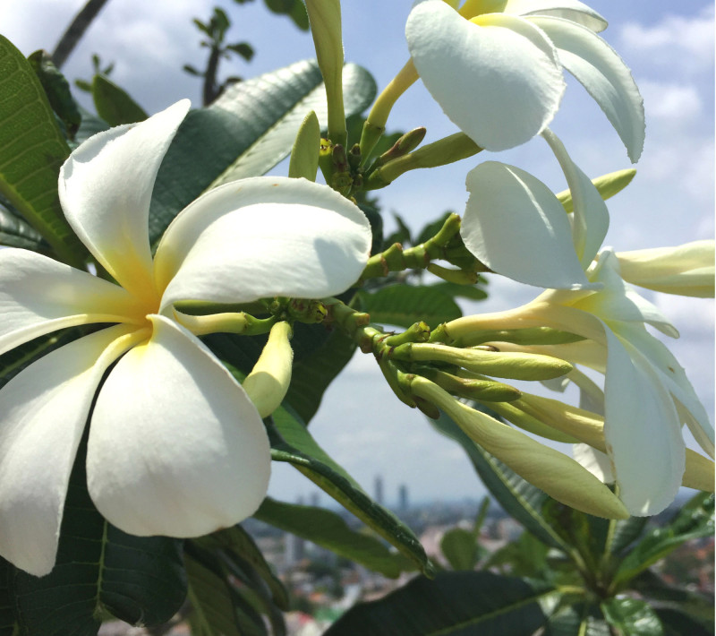 EILEEN_COTTERWRIGHT_Frangipani