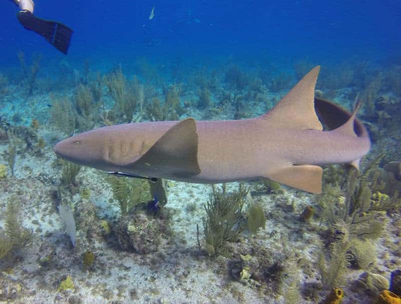 6 ft nurse shark up close little cayman diving Caribbean