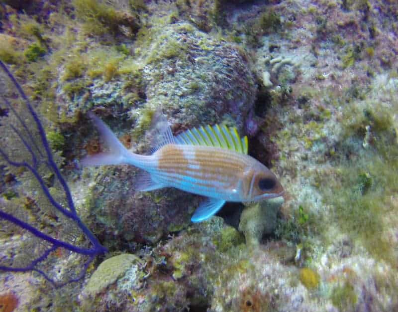 Angry Squirel Fishlittle cayman scuba