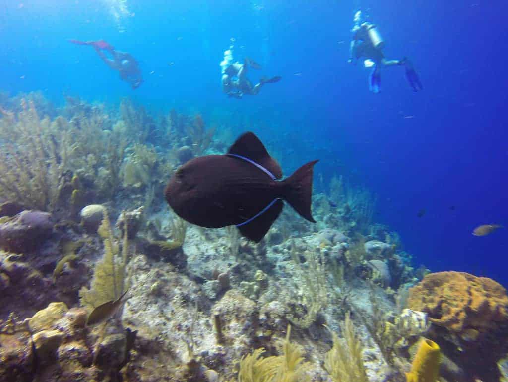 trio of scuba divers at little cayman island caribbean