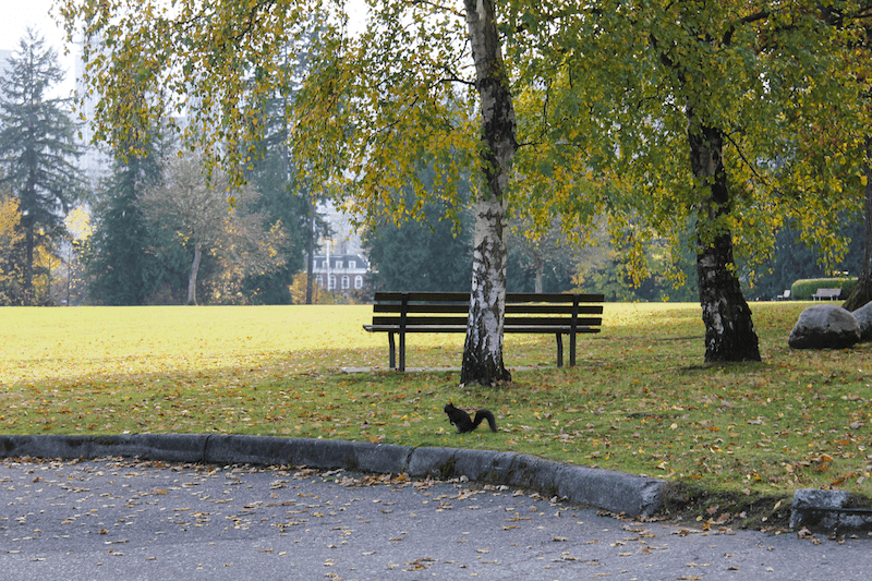 black squirrel at Stanley Park