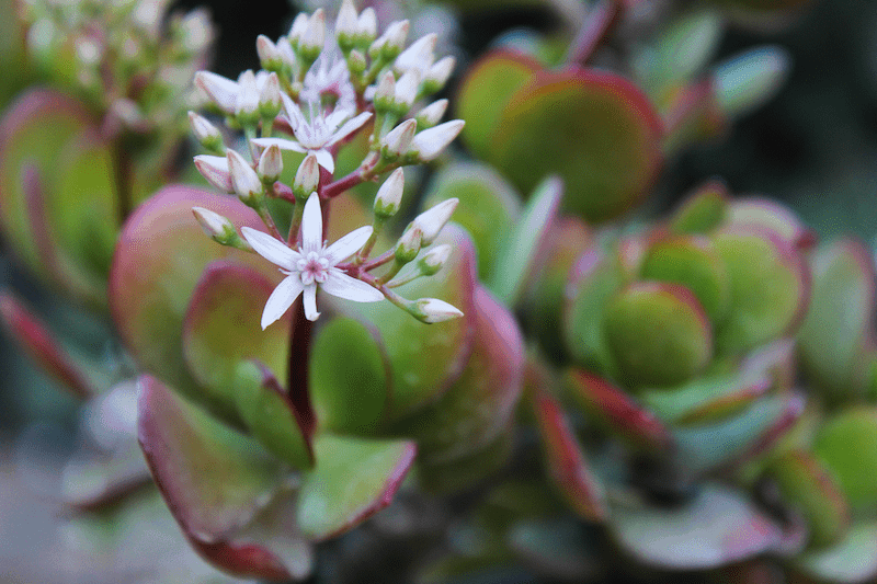 Catalina Island botanical garden