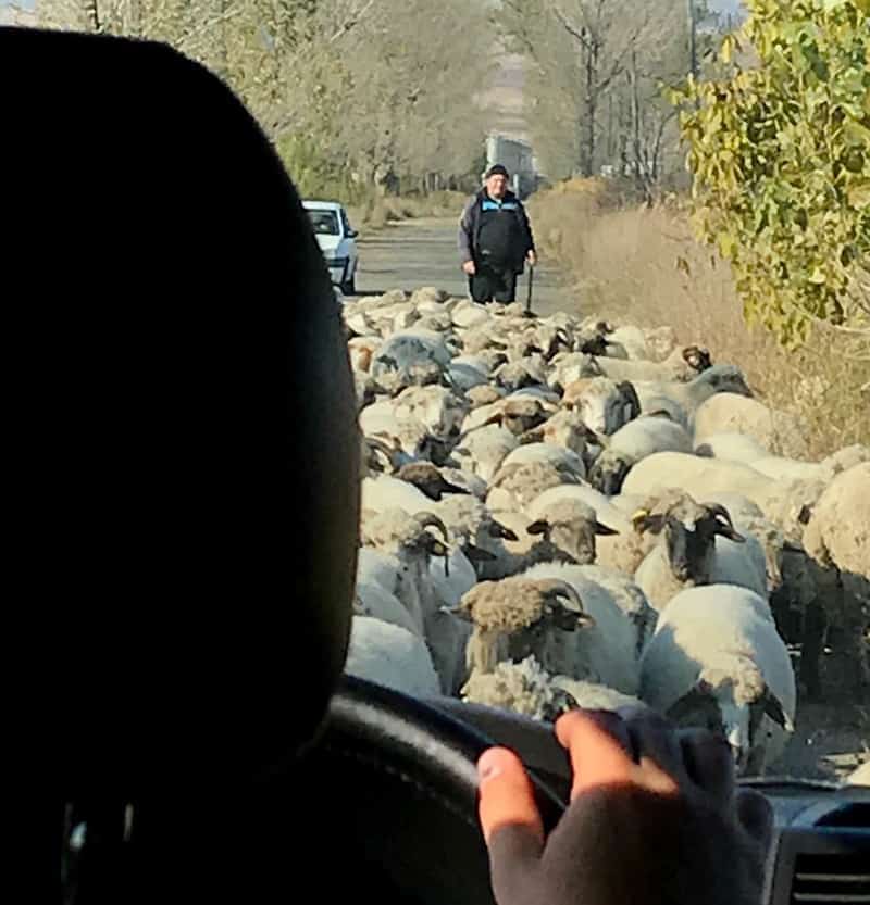 country traffic jam castles and wine prahova romania