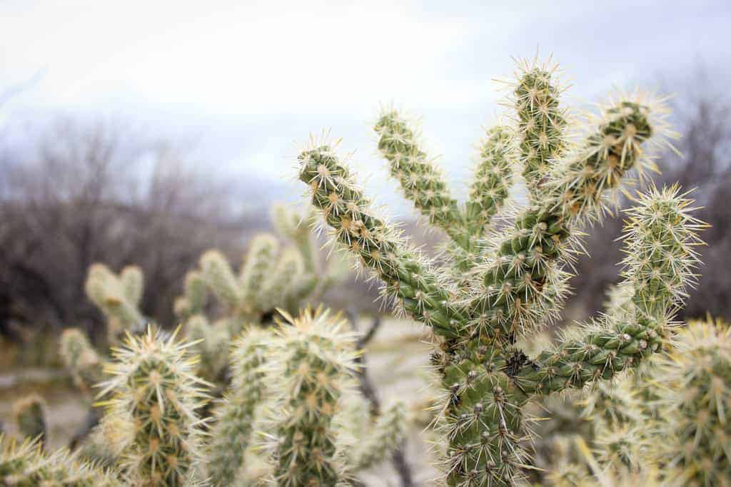 California desert