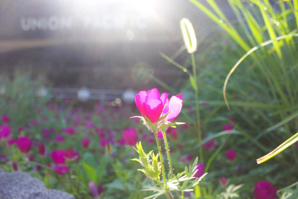 nature and history in Omaha