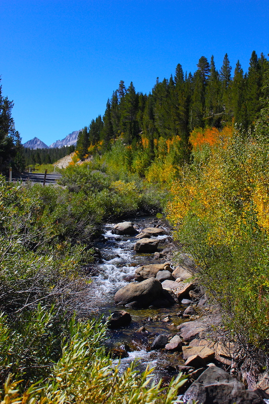 fall colors at Rock Creek