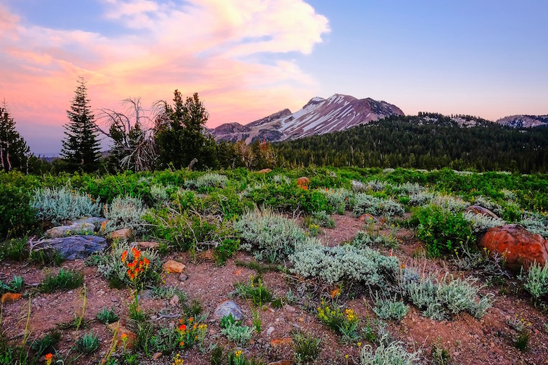 spring wildflowers in Mammoth