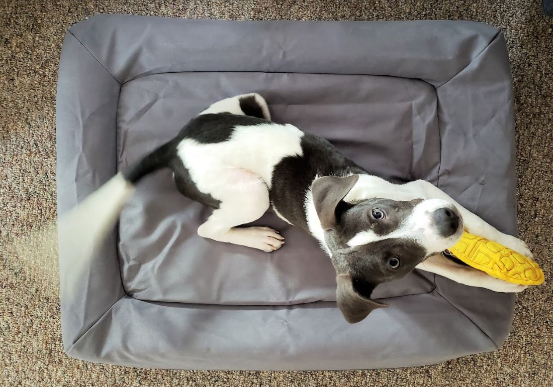 casper dog bed