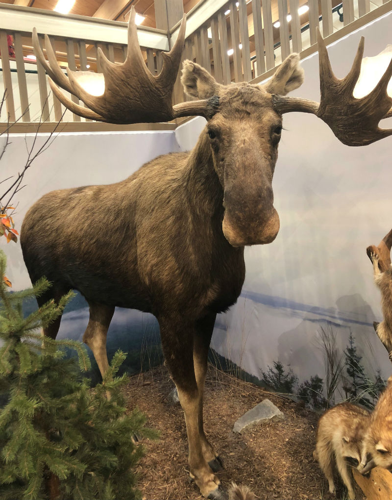 moose taxidermy ll bean store freeport maine