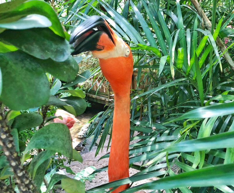 Flamingo at bufferfly conservatory key west florida