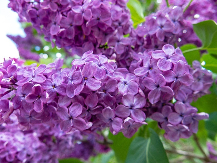 purple flowers at The Emerald Necklace Parks boston ma lillie around the world l