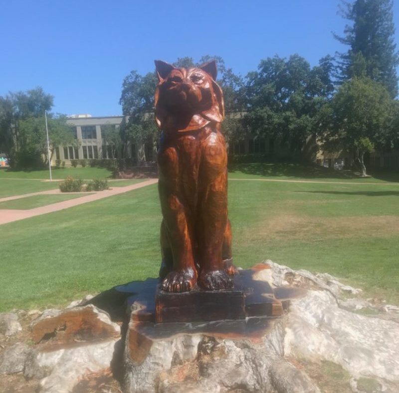 Redwood tree carved wildcat part of the famous Los Gatos High School entrance