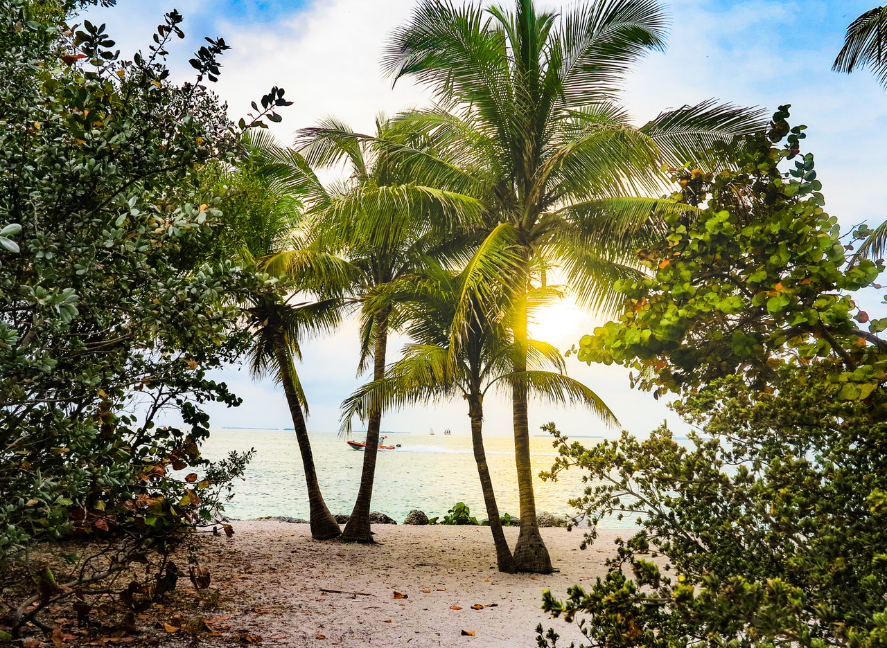 palm trees with sunburst on the beach in florida