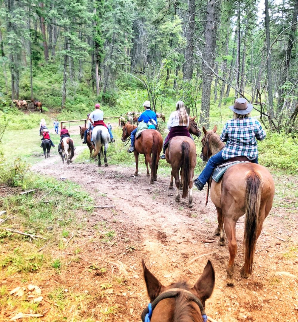 horseback trail ride along flathead lake forest montana