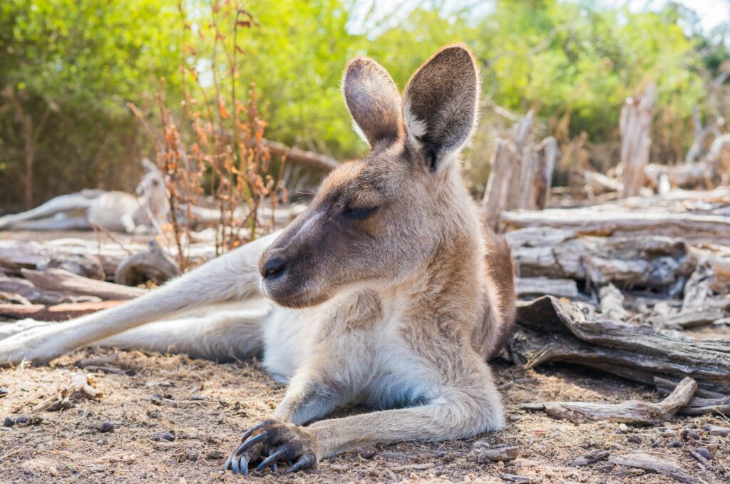 kangaroo australia