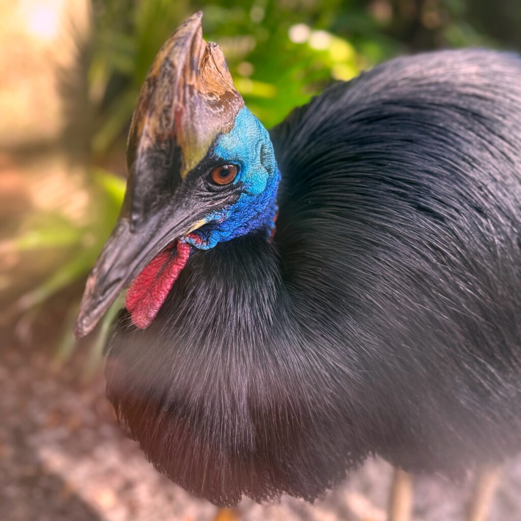 St. Augustine Alligator Farm Zoological Park