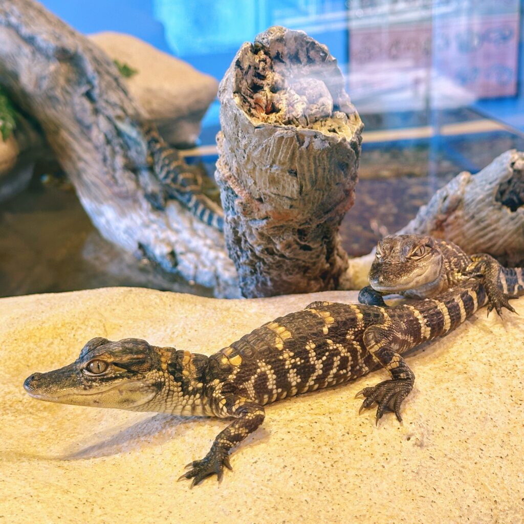 baby alligators at gtm reserve florida