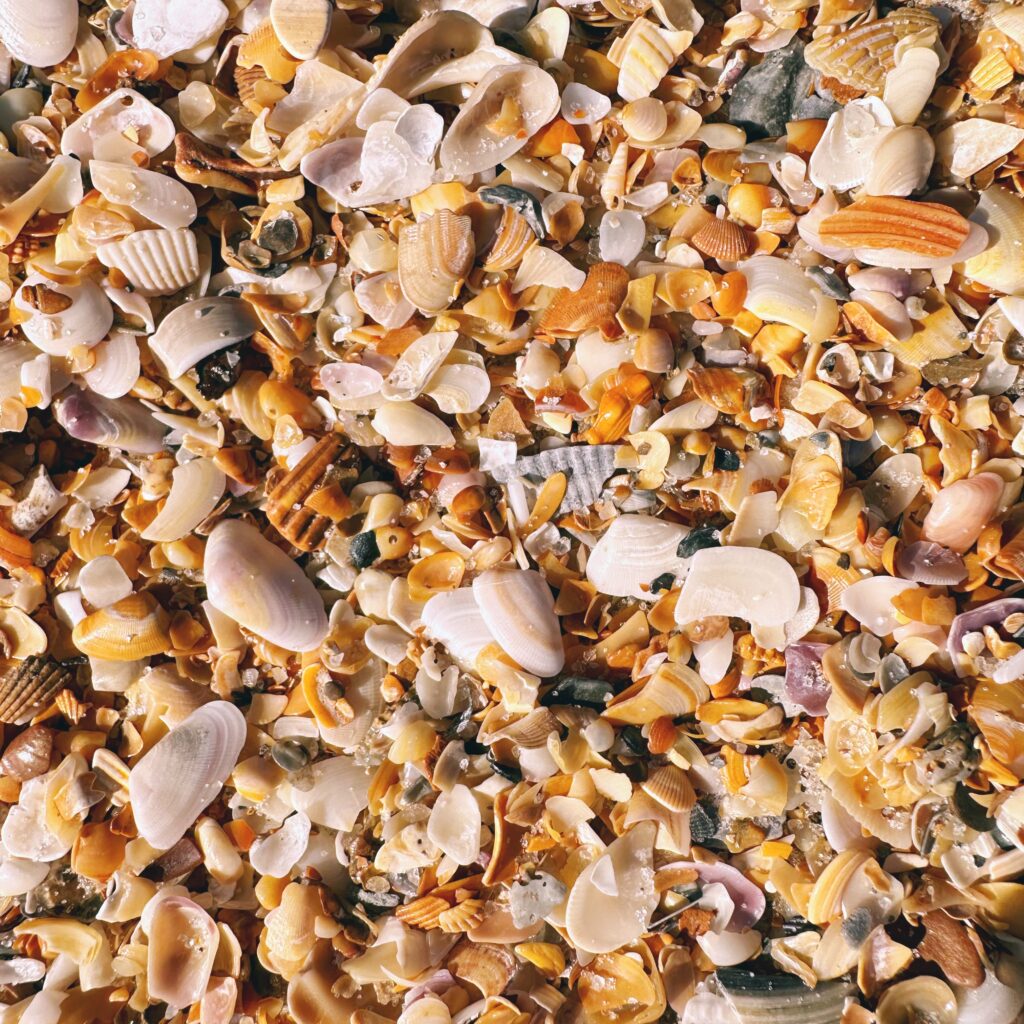 seashells in brown colors on st augustine beach