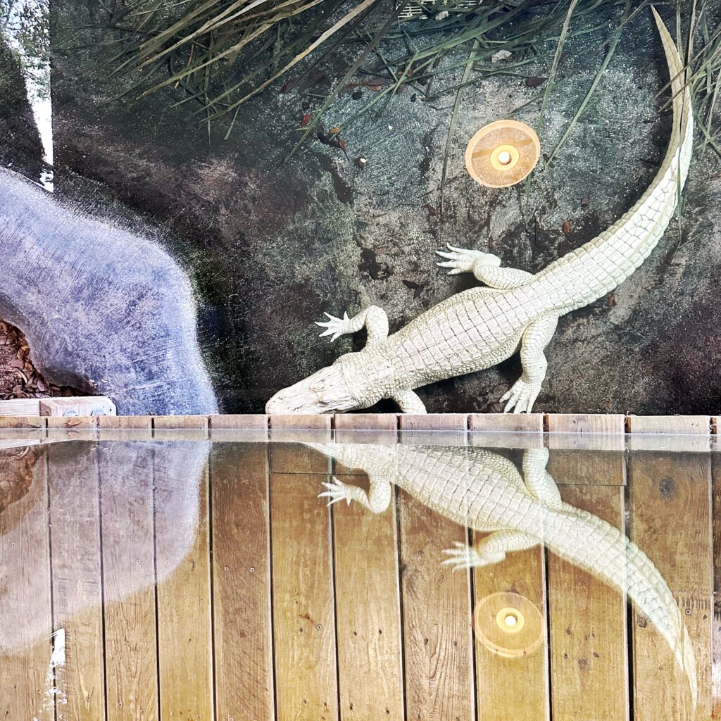 Albino alligator at St. Augustine Alligator Farm Zoological Park florida